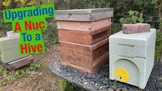 Transferring a Nucleus of bees to a full size hive.