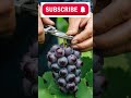 Inside Japan’s Expensive Grape Farms  How Luxury Grapes Are Harvested