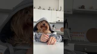 😎Всем здарова! позитив, юмор для всех, юмор, приколы, йорк, собака, смешные, dog, самые смешные,