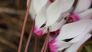 This music will soothe and release from any worries! Soothing and relaxing music Edgar Tuniyants