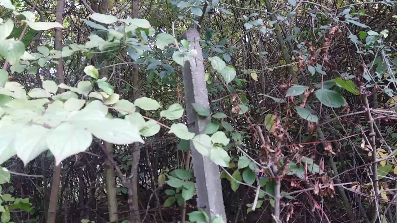 Opusteny vinohrad a spacci 29. 9. 2017, Psí hory ve Bzenci camera iphone 8 plus apk