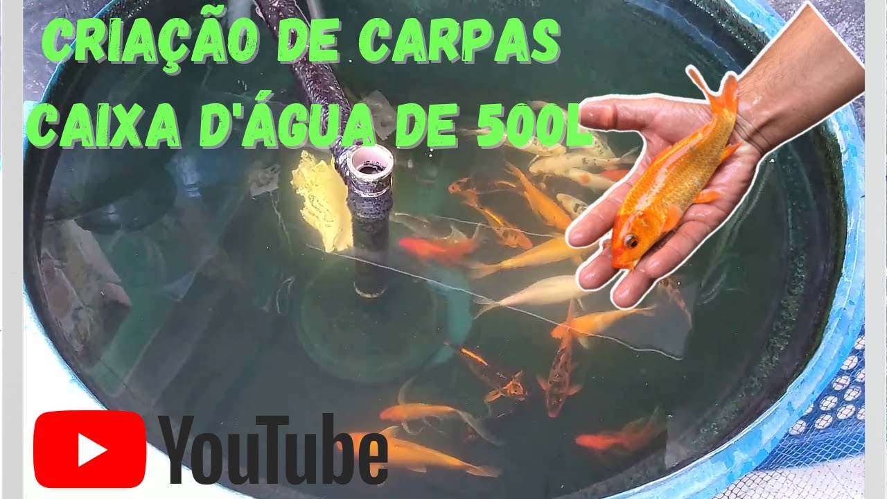 Criação de Carpas em caixa d'água 500 L
