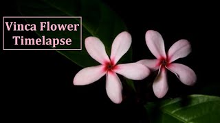 Time lapse of Flower| Pink Flower opening | Flower Blooming | Beautiful Time Lapse screenshot 3
