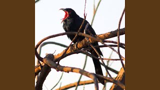 Download Lagu Cuckoo Bird Call in the Rain Download Lagu Cuckoo Bird Call in the Rain