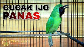 CUCAK IJO PANAS || VIDEO PANCINGAN UNTUK MERANGSANG AGAR CUCAK IJO EMOSI
