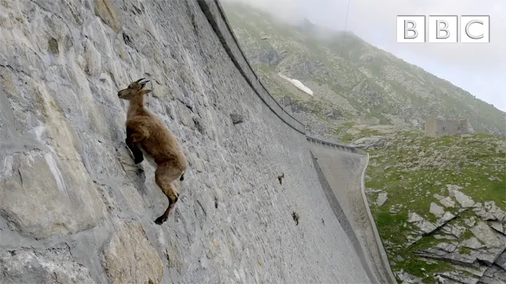 The incredible ibex defies gravity and climbs a da...