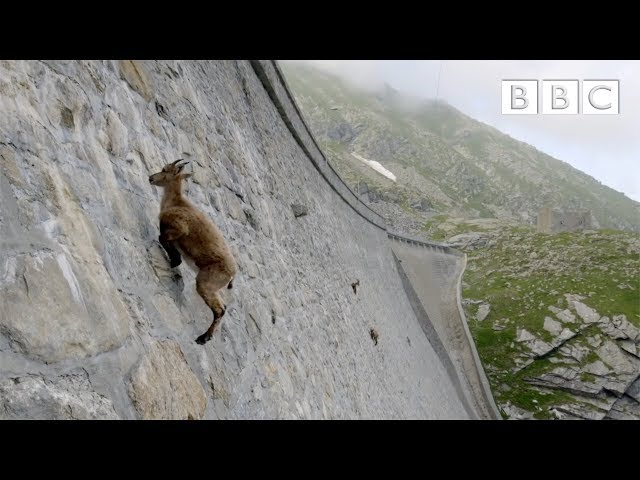 The incredible ibex defies gravity and climbs a dam | Forces of Nature with Brian Cox - BBC class=