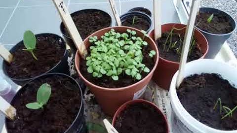 Raspberry Pi plant project timelapse