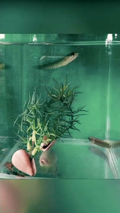 Time leaps⏰ ikan Gabus & Ikan Bakut dalam aquarium green screen