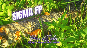 Feel The Power of Color: a 4K Sigma FP cinematic trailer