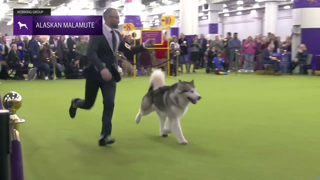Alaskan Malamute | Breed Judging 2025
