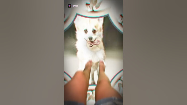 а у тебя есть собака 🐶