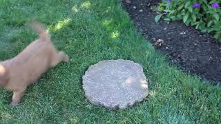 Goldendoodle Puppies For Sale