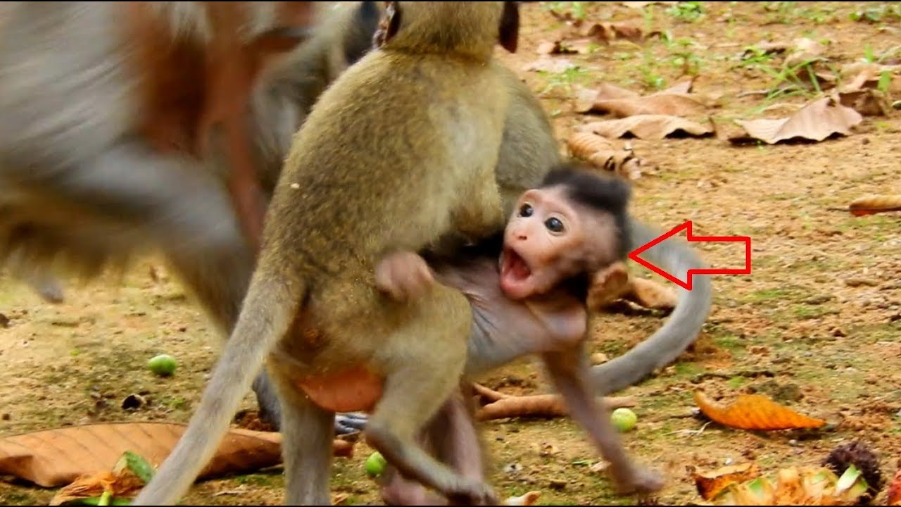first foundry What's Wrong To Newborn Monkey Timo? He Is Scary Coz Brutus Jr Do This To Him