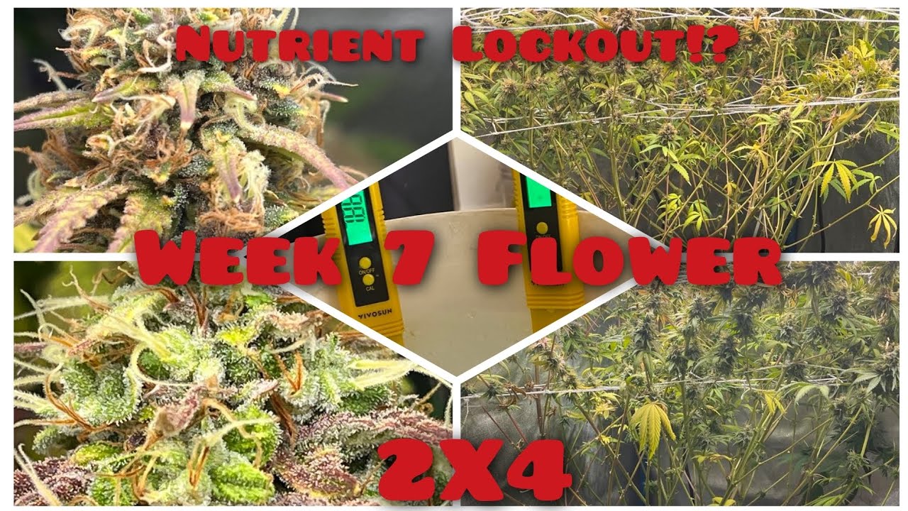 Week 7 Flower 2X4 Grow addressing potential lockout
