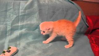 вислоухие котята от питомника кошек вислоухие котята от питомника кошек