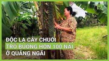 Độc lạ cây chuối trổ buồng hơn 100 nải ở Quảng Ngãi | VTC16