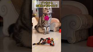 【猫動画】まだまだいっぱいいっぱい一緒❤ #猫#cat #アメリカンショートヘア#誕生日#おめでとう #shorts