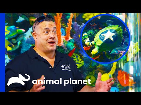Beautiful Nautical Themed Tank is Filled with Custom Painted Turtles | Tanked