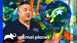 Beautiful Nautical Themed Tank is Filled with Custom Painted Turtles | Tanked