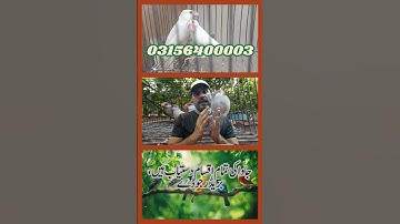 Fawn Sparrow Breeding tips , Java Sparrow , Java Finch , White Java , Silver Java