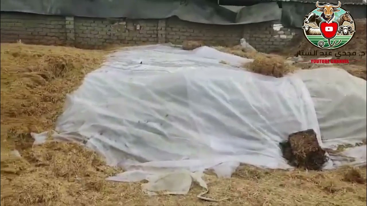 طن تبن القمح وصل لـ 6800 جنيه و طن قش الارز وصل 4800 جنيه