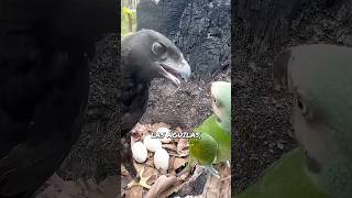 Águila INVADE nido 👊🏼 // #shorts #animals #wildanimals