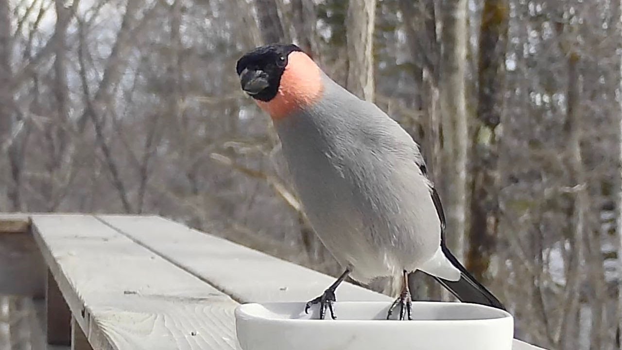 ウソ の 鳴き声