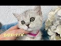 Ollie british shorthair black silver tabby kitten  lux paw cattery