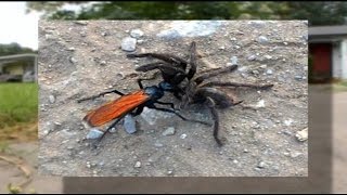 Texas Swarm Tarantula Hawk Wasps In Feeding Frenzy