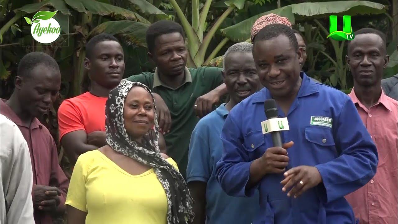 AYEKOO:  CHURCHES IN AGRIC PROGRAM  – THE SAVIOUR CHURCH OF GHANA