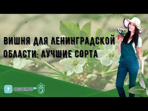 Вишня для Ленинградской области: лучшие сорта