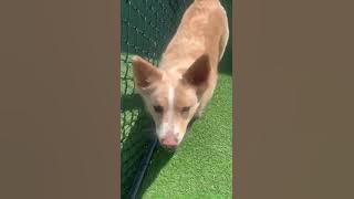 Pet Paradise Mooresville | VIRTUAL TOUR