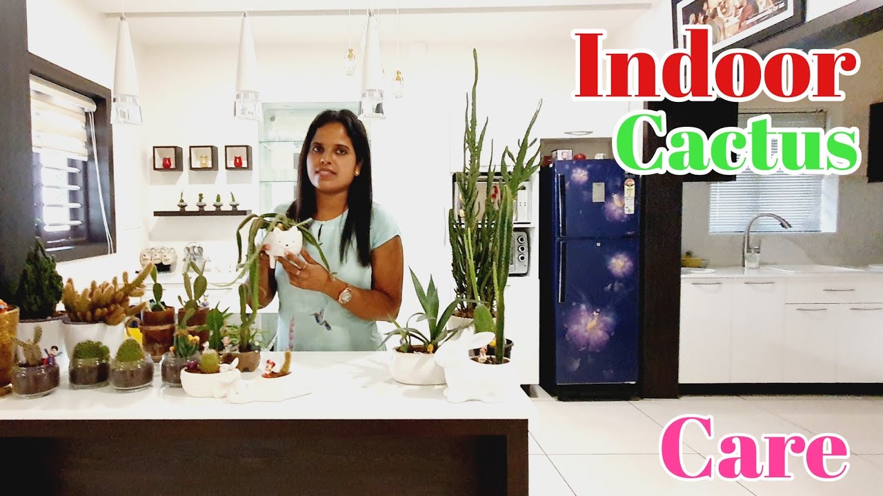 Indoor cactus care tips and propagation YouTube