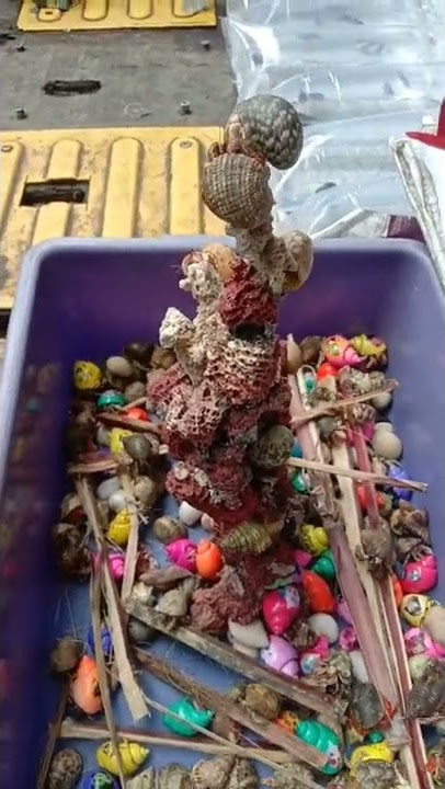 Keong Racun #shorts #keong #viral #mainananak