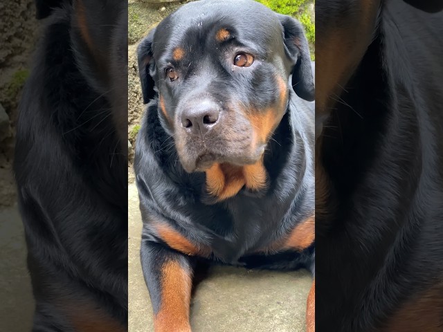 Brownie ❤️🥰😍 #shorts