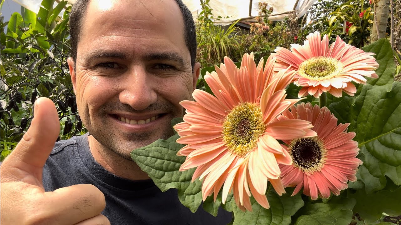 COMO PLANTAR GÉRBERA CORRETAMENTE