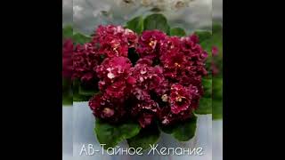 Коллекция цветов Волковской Оксаны