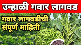 उन्हाळी गवार लागवड तंत्रज्ञान | Gavar Lagvad Mahiti | Cluster Bean Cultivation Technology