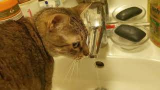 Bathroom Ritual With My Cat