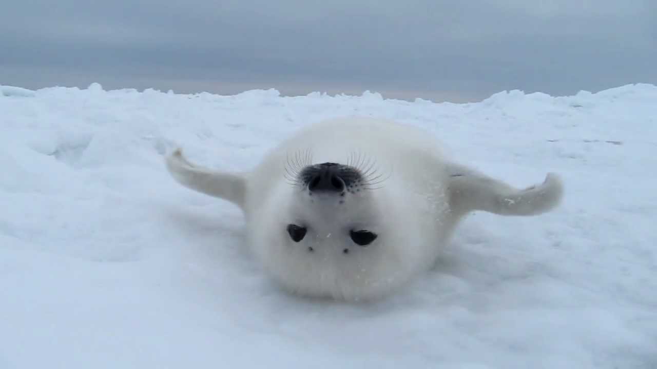 あざらしの赤ちゃん リラックス Baby Harp Seal 7 Youtube