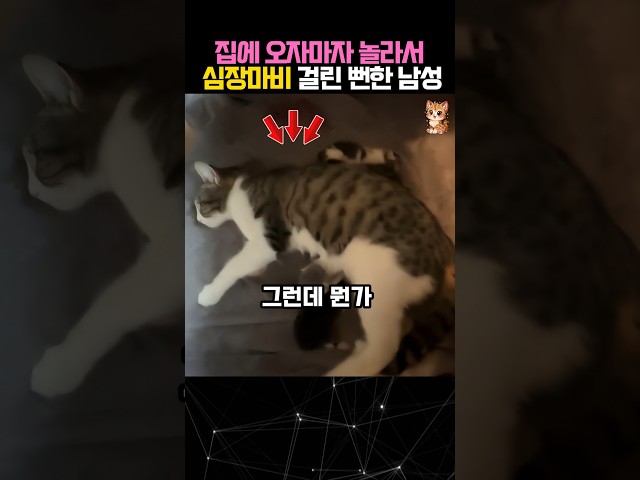 이 남성이 진짜 심장마비 걸릴 뻔한 이유 #고양이 #동물 #cats