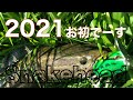 【釣り】Snakehead 今年初 ライギョ の動画、YouTube動画。