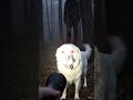 The White Guardian-SCP 1111