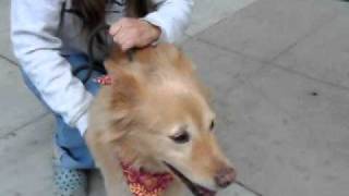 ADOPTED - Kira