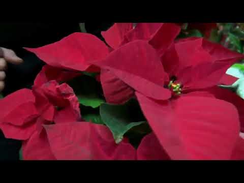 Mondini Plantas: Flor de Natal - thptnganamst.edu.vn