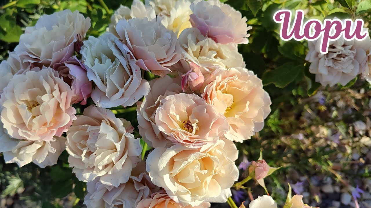 Японская розочка Иоли (Иори) в Подмосковье. Сезон 2024