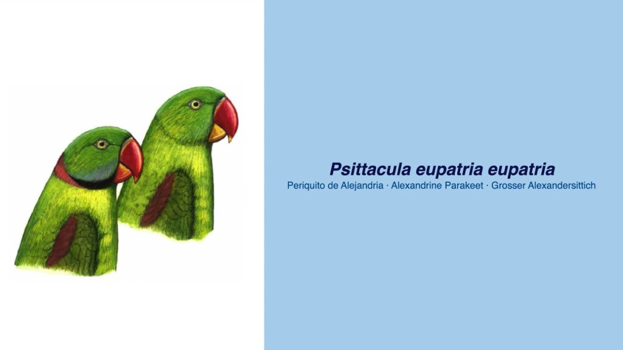 Video Encyclopedia of Parrot Species - 