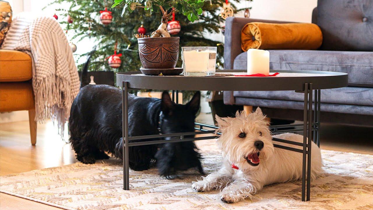 Westie And Scottish Terrier Playing - Black And White