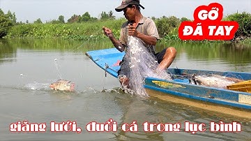 Đuổi Cá, Giăng Lưới Trên Sông Trúng Nguyên Bầy Cá Bự Trà Bá | Gỡ Đã Tay Luôn